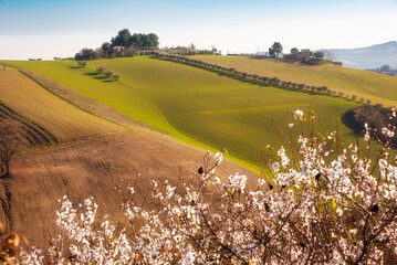 Countryside landscape in spring with a blossom tree, agricultural fields among hills