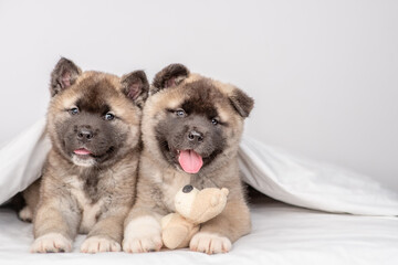 Two cozy American akita puppies lying with toy bear under warm blanket on the bed at home. Empty space for text - obrazy, fototapety, plakaty