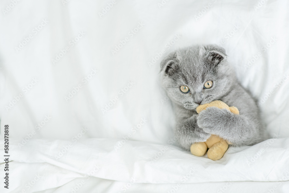 Poster playful fold kitten embraces favorite toy bear under white warm blanket on a bed at home.top down vi