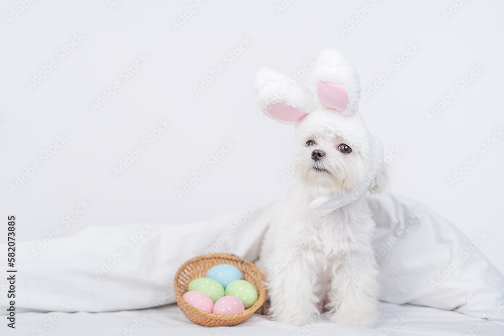 Poster cute maltese puppy wearing easter rabbits ears sits with basket of painted eggs on a bed under warm 