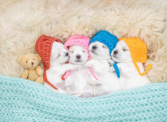 Four tiny white Lapdog puppies wearing warm hats sleep with toy bear on a bed at home. Top down view