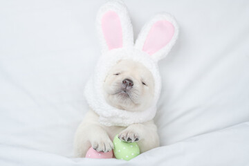 Golden retriever puppy wearing easter rabbits ears sleeps with painted eggs on a bed under warm white blanket at home