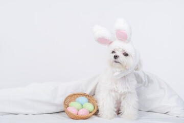 Fototapeta na wymiar Cute Maltese puppy wearing easter rabbits ears sits with basket of painted eggs on a bed under warm white blanket at home. Empty space for text