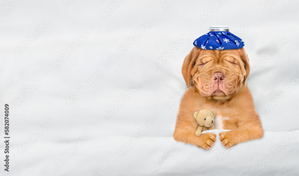 Poster unhappy sick mastiff puppy with ice bag or ice pack on it head hugs toy bear and sleeps on a bed at 