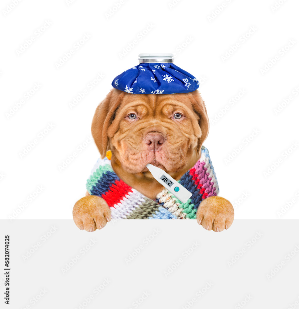Poster unhapy sick puppy wearing warm scarf and with ice bag on his head holds thermometer in it mouth abov