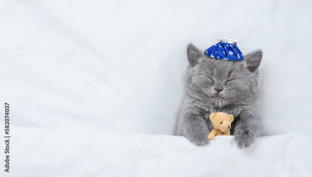 Poster Sick kitten sleeps with toy bear under blanket on a bed at home. Top down view. Empty space for text