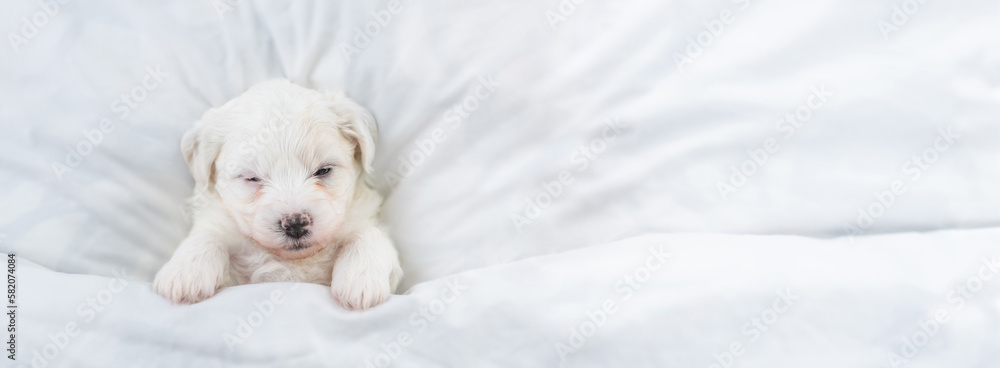 Poster cozy tiny bichon frise puppy sleeps under white blanket on a bed at home. top down view. empty space