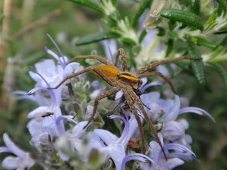 Female European nursery web spider (Pisaura mirabilis) praying on a fly while sitting on purple rosemary flowers