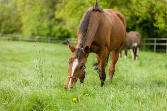A grazing brown horse on fresh green meadow