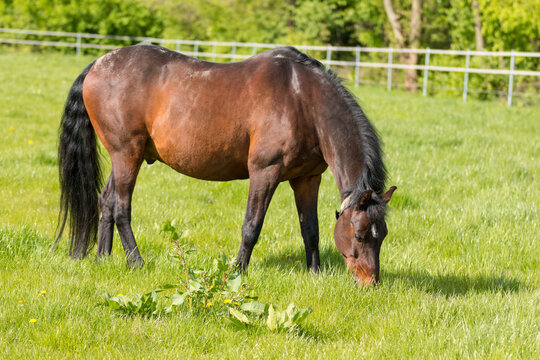A grazing brown horse on fresh green meadow