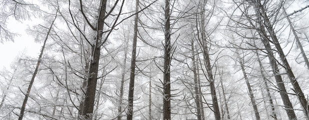 Fototapeta na wymiar 霧氷する冬の森