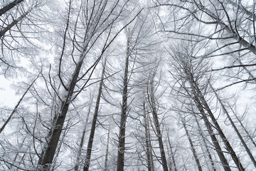 霧氷する冬の森