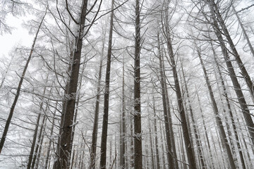 霧氷する冬の森