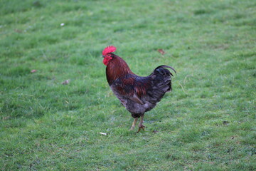 natural colourful chicken macro photo