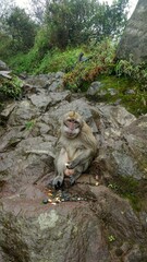 Monkey in Merapi Mountain track