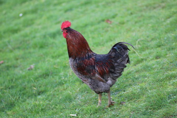 natural colourful chicken macro photo