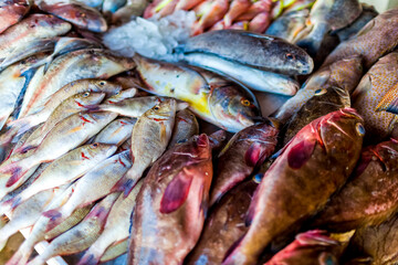 Fresh fish at the seafood market. Fish on the market stalls
