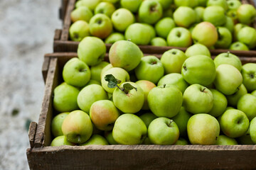 Fresh green apples on the wooden boxes, harvest, space for your text, local market or supermarket, Ukraine apples.