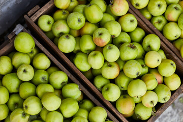 Fresh green apples on the wooden boxes, harvest, space for your text, local market or supermarket, Ukraine apples.