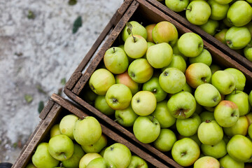Fresh green apples on the wooden boxes, harvest, space for your text, local market or supermarket, Ukraine apples.