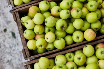 Fresh green apples on the wooden boxes, harvest, space for your text, local market or supermarket, Ukraine apples.