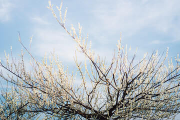 桜の木の美しい花　Beautiful Flowers of Cherry Trees
