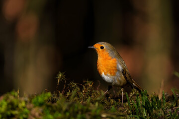 European Robin (Erithacus rubecula) searching for food in the  forest of the Netherlands. Dark background.                