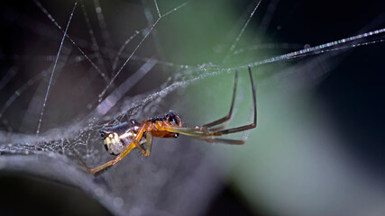 Frontinellina frutetorum, belongs an a genus of dwarf spiders, Crete