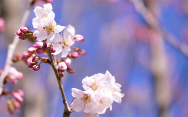 Beautiful spring cherry blossom branch with white petals