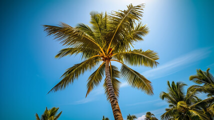 Coconut palm trees against blue sky