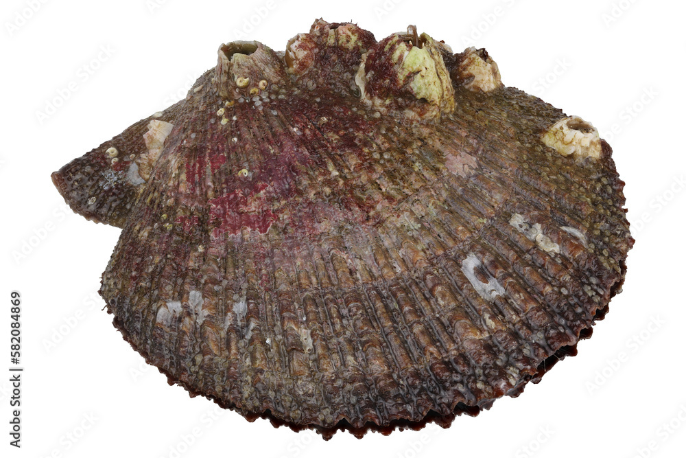 Wall mural Wild scallop