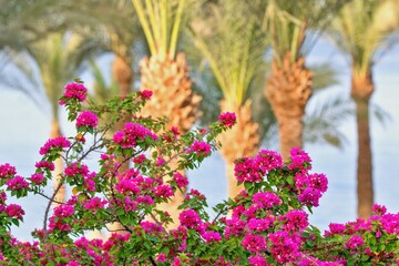Blooming bouganvillea and palm trees on the background