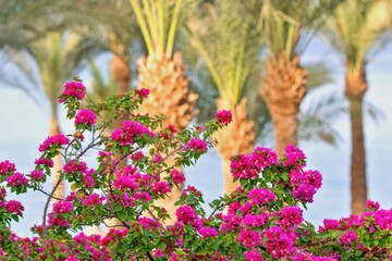 Fototapeta premium Blooming bouganvillea and palm trees on the background