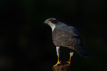 Northern goshawk (accipiter gentilis) sitting on a pole in the forest of Noord Brabant in the Netherlands with a black background                           