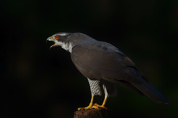 Northern goshawk (accipiter gentilis) sitting on a pole in the forest of Noord Brabant in the Netherlands with a black background                           