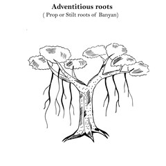 Adventitious roots, prop or stilt roots of banyan,mechanical support, pillar roots, botany concept