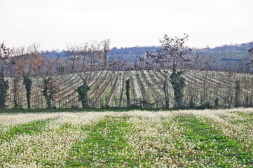 Franciacorta, vigneti e colline in primavera - Brescia