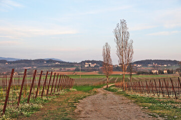 Obraz premium Franciacorta, vigneti e colline in primavera - Brescia