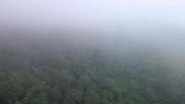 Drone flying into the clouds above Vast Rainforest Jungle Landscape Background Texture Cloudy Weather in Sumbawa island, Indonesia. Cinematic Aerial 4k.