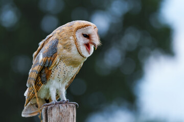 Barn Owl (Tyto alba) sitting on a pole in the meadows of Gelderland in the Netherlands   