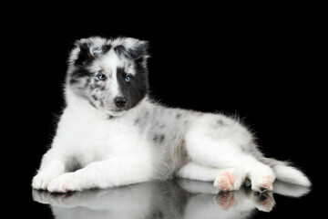 Cute beautiful sheltie puppy lying on black background