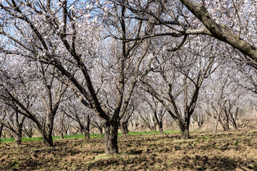 Beautiful white flowers on apricot fruit trees in the fruit orchard
