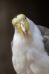 Masked lapwing bird in detail.