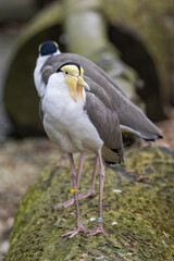 Masked lapwing bird in detail.