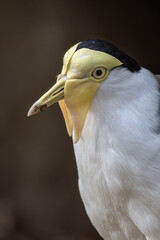 Masked lapwing bird in detail.