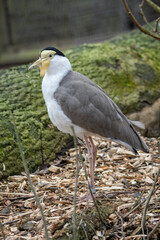 Masked lapwing bird in detail.
