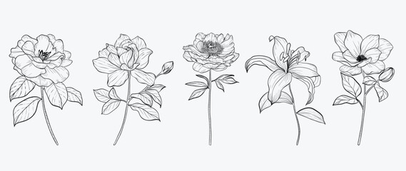 Set of hand drawn botanical flowers line art vector. Collection of black white contour drawing of rose, wildflowers, lily, leaf. Design illustration for print, logo, cosmetic, poster, card, branding.