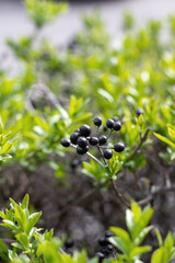 Black berries of Japanese holly ornamental shrub (Ilex crenata 'Fastigiata'). Vertical frame....