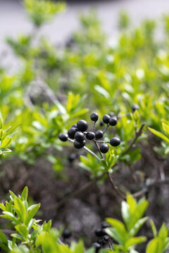 Black berries of Japanese holly ornamental shrub (Ilex crenata 'Fastigiata'). Vertical frame. Close-up.
