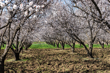Blooming Apricot trees in the fruit orchard in the spring in Pakistan